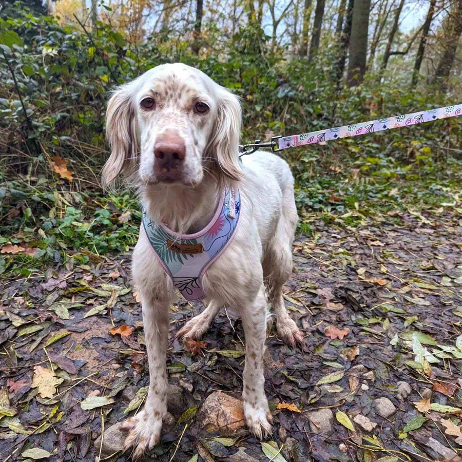 chien de type chasse fixant l'objectif, magnifique aux couleur blanches et marrons, portant un harnais pastel 