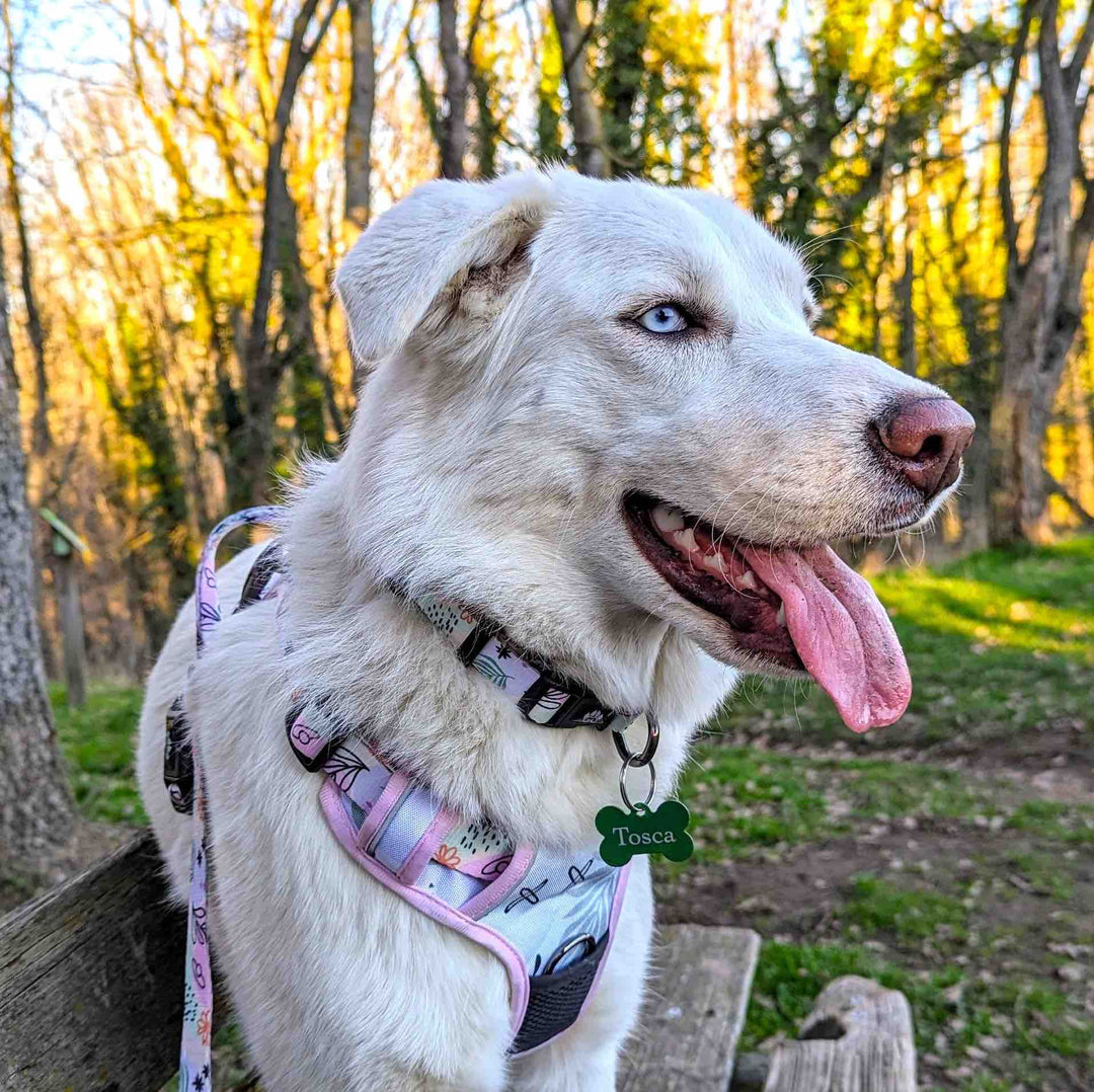 Chien blanc croisé heureux de porter un ensemble collier, harnais anti-traction et laisse de la gamme Pastel de la marque Goofy Goldens.