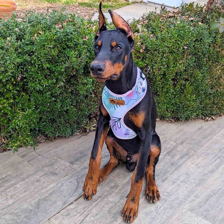 Chiot doberman assis abordant un harnais résistant aux couleurs pastelles de la marque stylée Goofy Goldens.