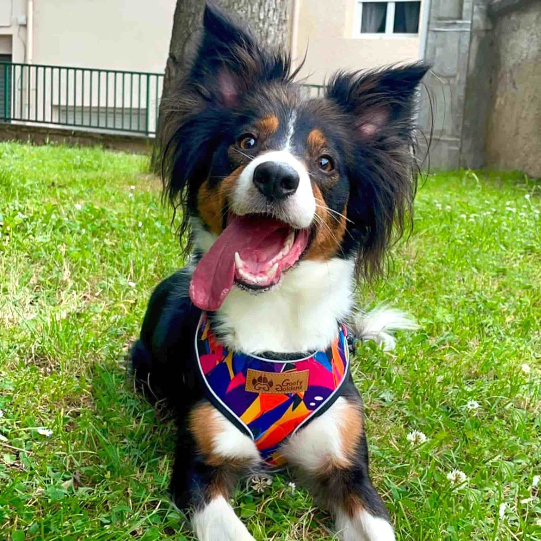 Harnais chien de la gamme panache porté par un chien de type border collie