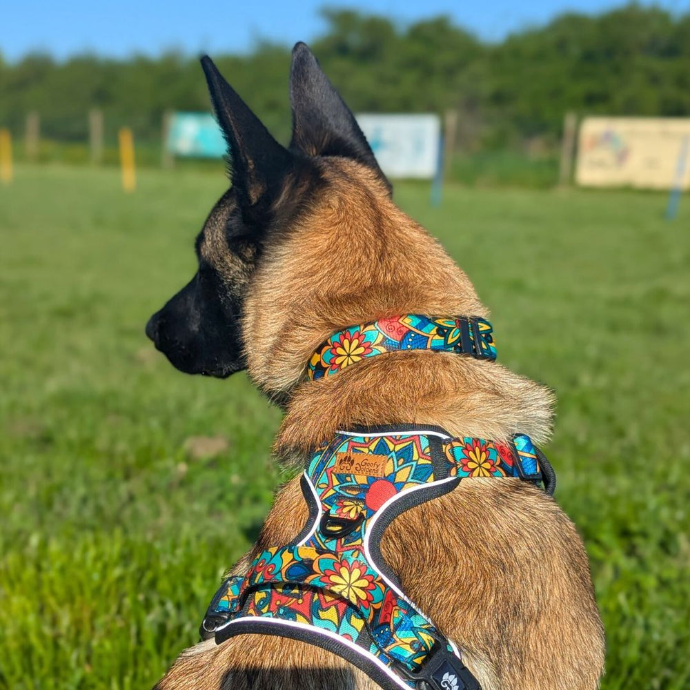 Chien de dos portant le harnais anti-traction et le collier de la gamme Mandala.