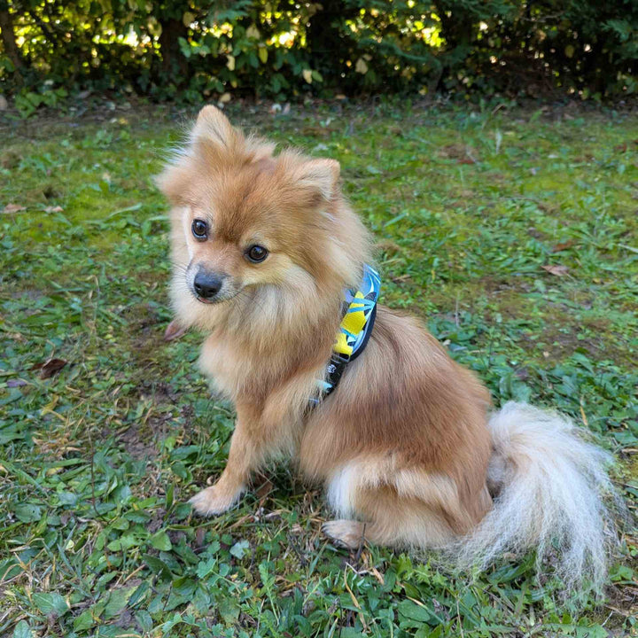 Harnais pour chien Confort en Y Récif