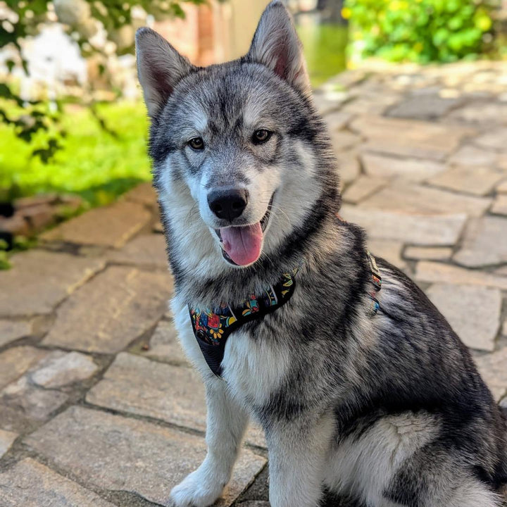 Chien au poil gris et blanc assis avec un sourire portant le harnais anti-traction aux motifs graphiques .