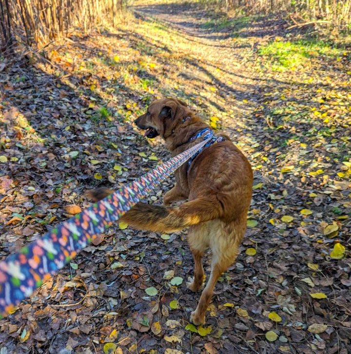 Chien marron croisé beauceron malinois se blandant en foret e portant le collier, laisse et harnais anti traction de la gamme deep Agua