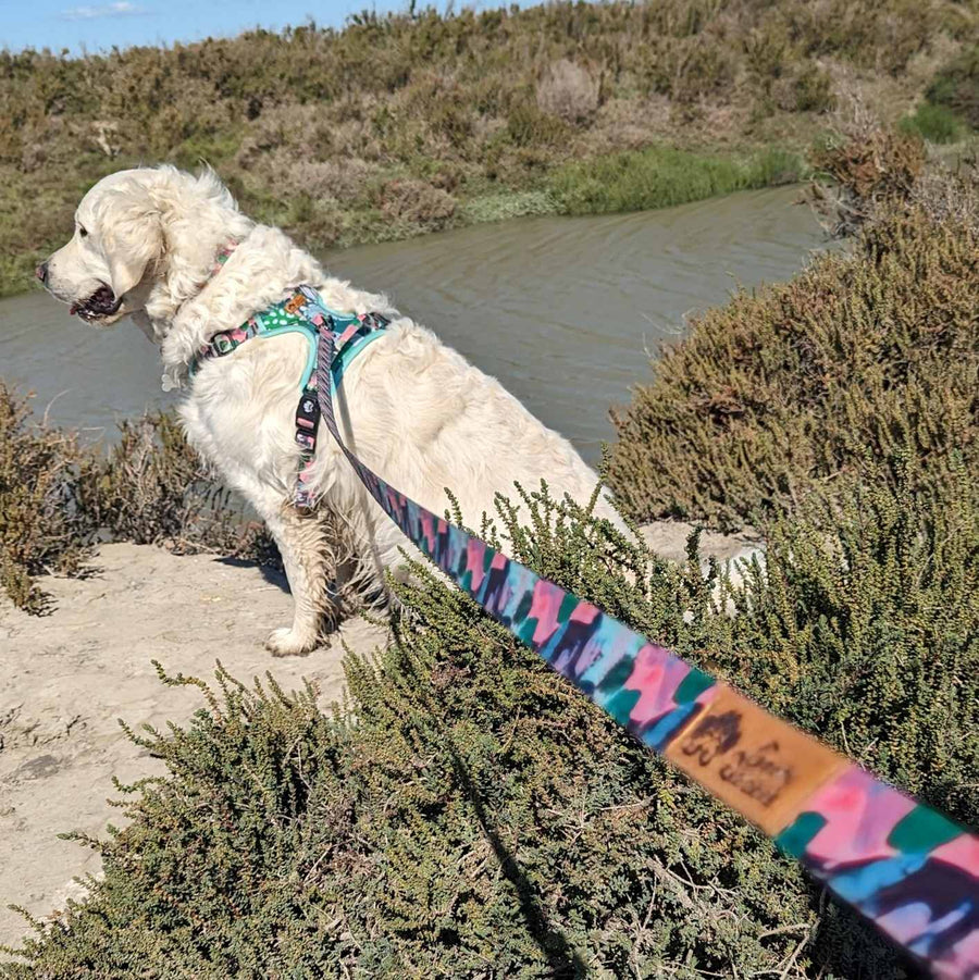 Golden retriever au bord de l'eau et portant un ensemble harnais, collier et laisse de la gamme cactus, vert rose et mauve
