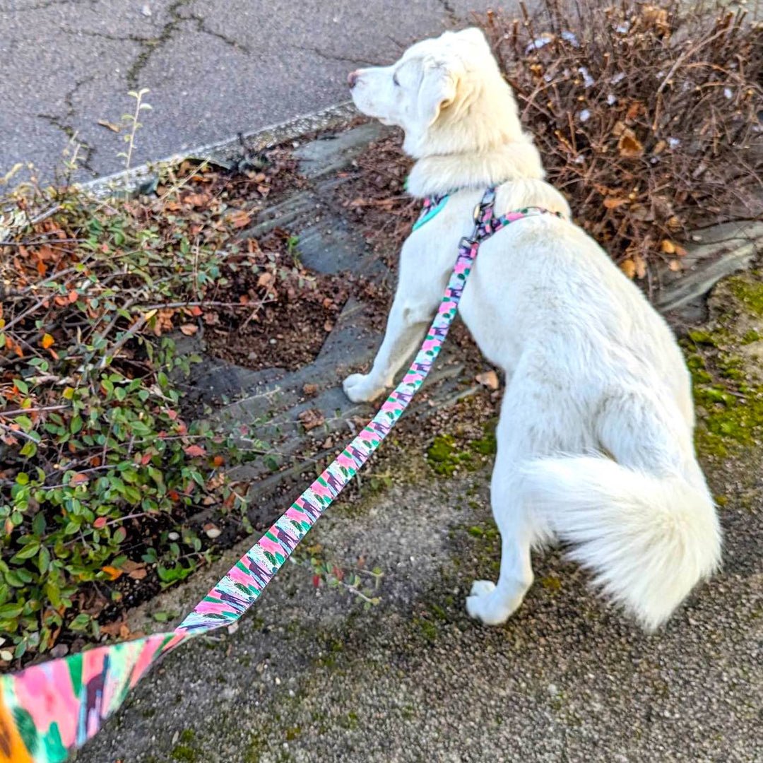 Chien blanc en balade avec une laisse et un harnais colorés et confortable de la marque Goofy Goldens.