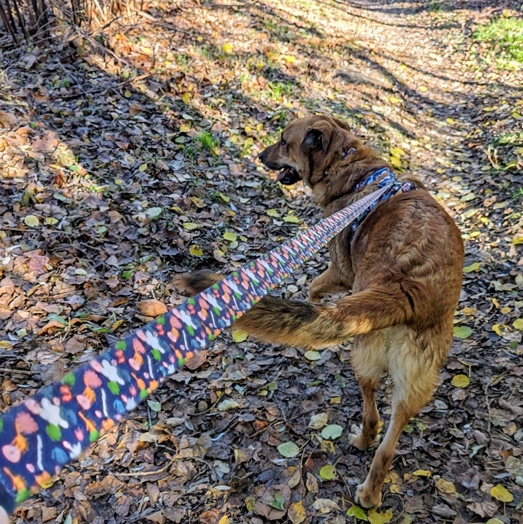 Walk kit collar Deep Agua