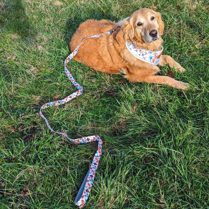 Dog leash Spring