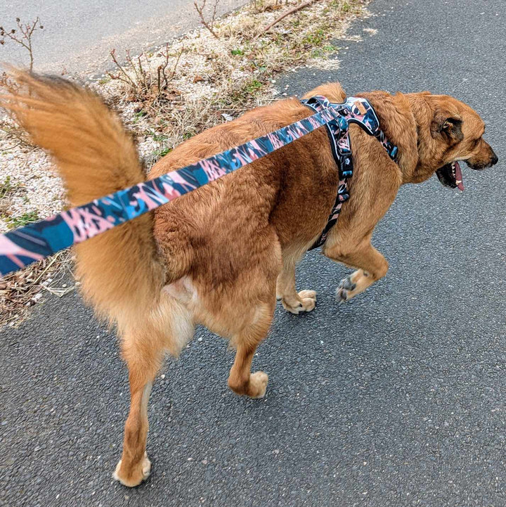 Chien en balade, la langue pendante, équipé de son harnais anti-traction de la gamme Savane et laisse assortie.