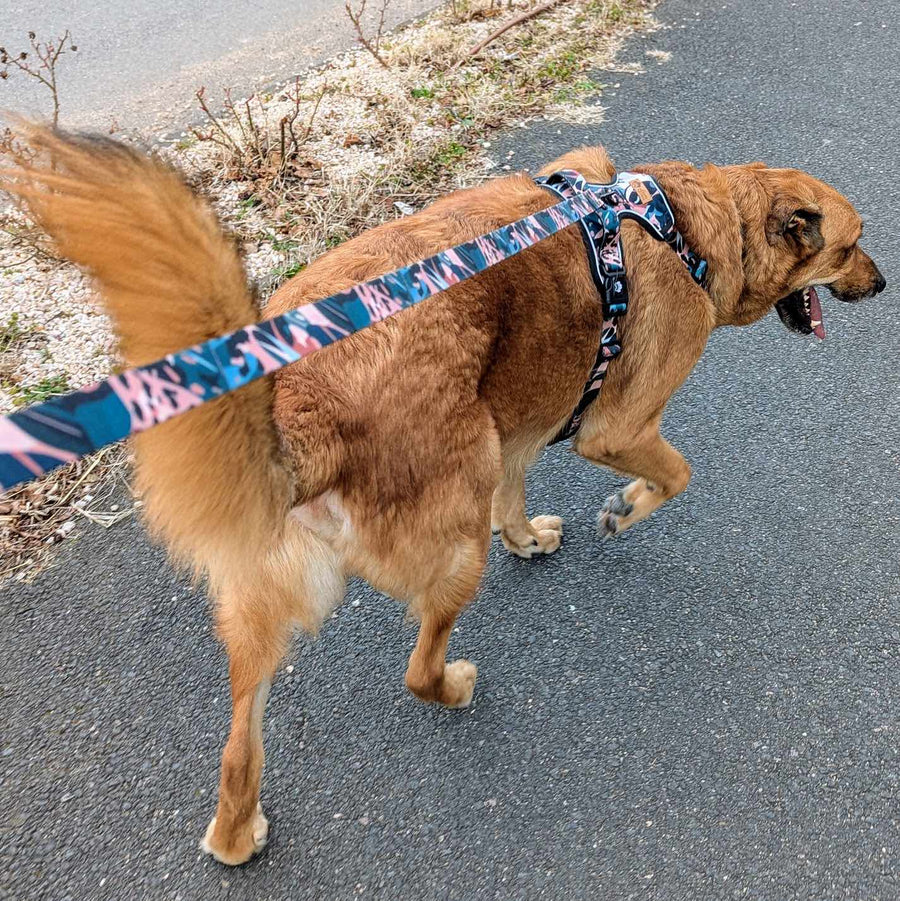 Chien en balade, la langue pendante, équipé de son harnais anti-traction de la gamme Savane et laisse assortie.