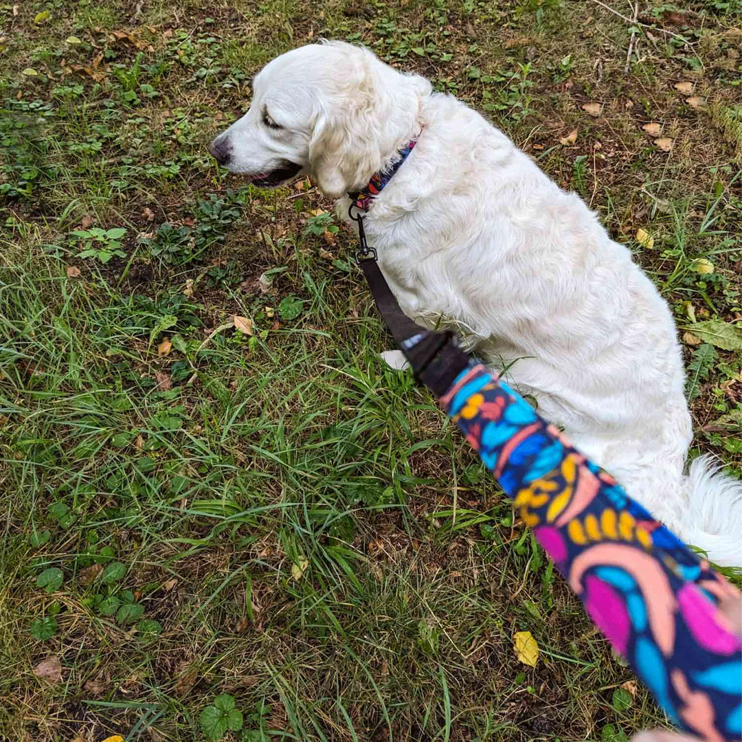 Beau Golden Retriever blanc posant fièrement avec un ensemble collier et laisse aux motifs colorés bleus, roses, jaunes, oranges et noirs. 