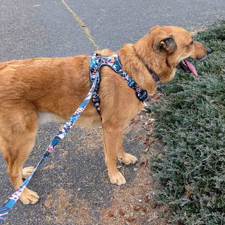 Le hanais anti-traction Savane et la laisse de la même collection sont portés par un grand chien marron de profil.