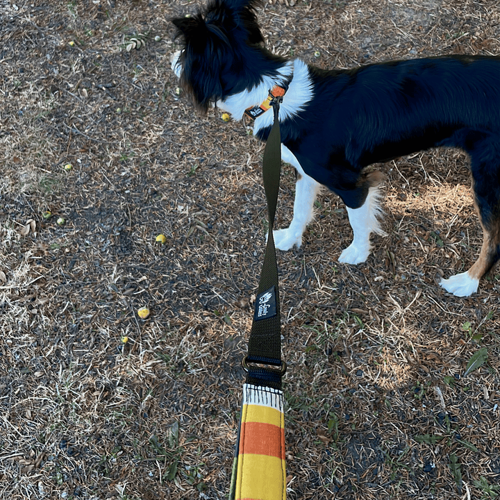 Jeune border collie qui apprend la marche en laisse grâce à la laisse courte stylée et pratique de Goofy Goldens.