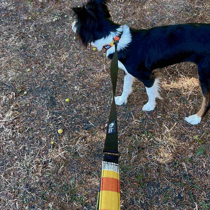 Dog leash Summer