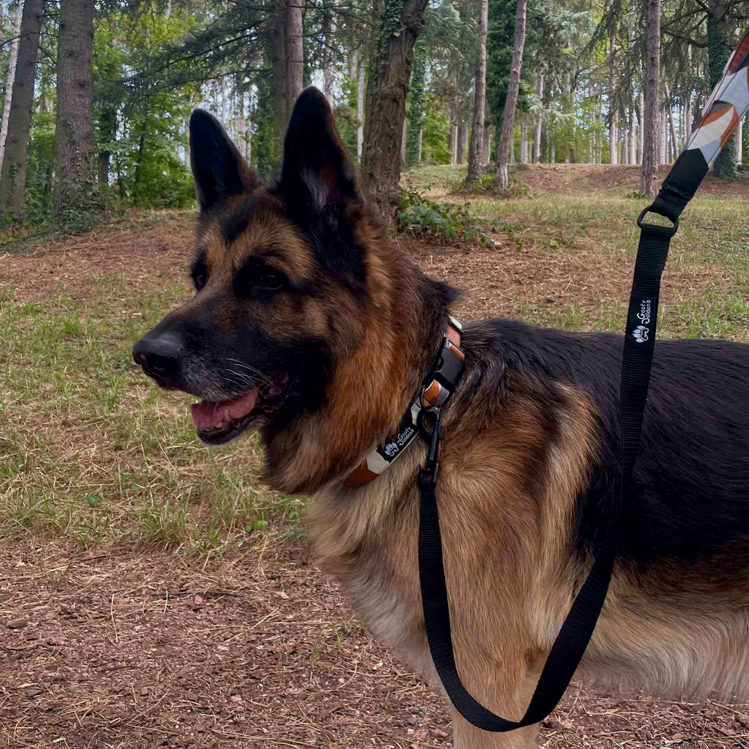 Berger allemand portant une jolie laisse d'éducation Goofy Golden, que la taille de 110 cm et la poignée rembourée rendent idéale pour l'apprentissage de la marche en laisse.