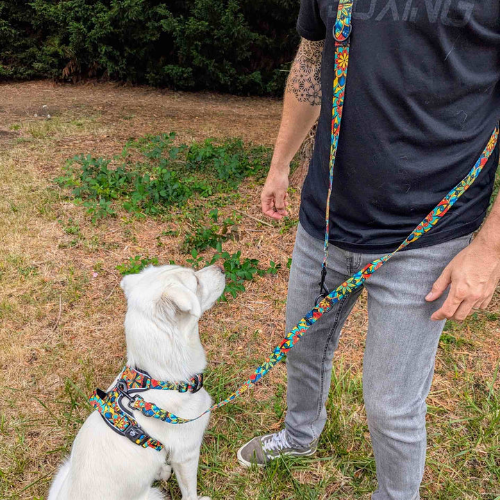 Laisse pour chien Mandala multiposition