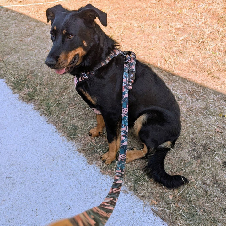 Un beauceron noir souriant est assis dans l'herbe portant le harnais et la laisse savane.