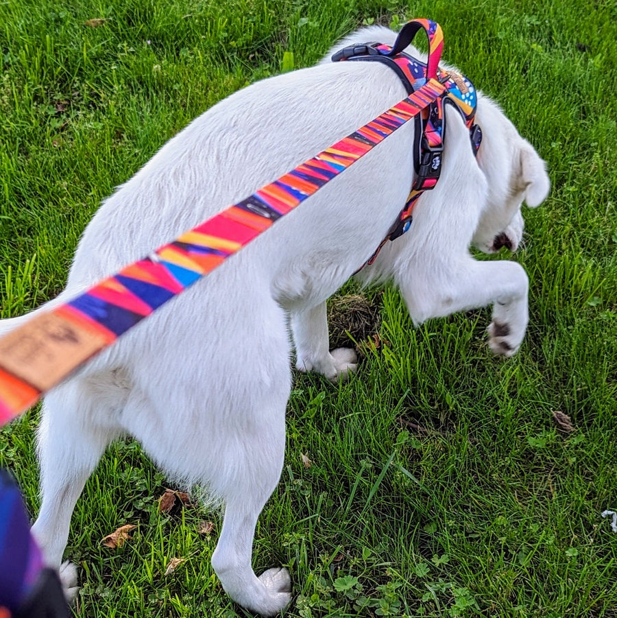Photo d'un chien blanc de dos qui porte le harnais anti-traction et la laisse Panache de la marque française Goofy Goldens. 