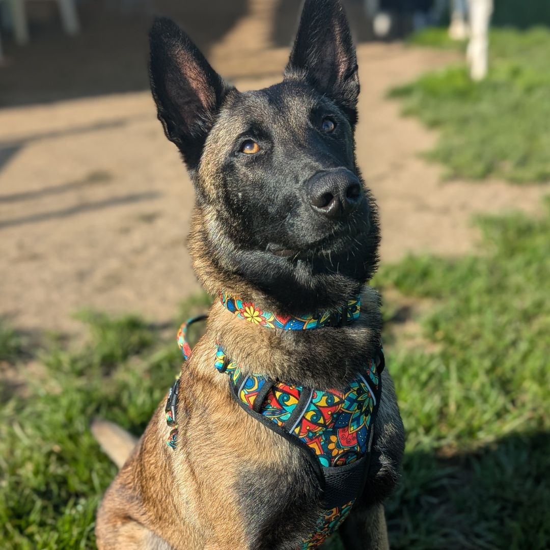 Chien assis sur l'herbe, portant un harnais anti -traction original et collier Mandala vert, rouge, jaune et bleu.