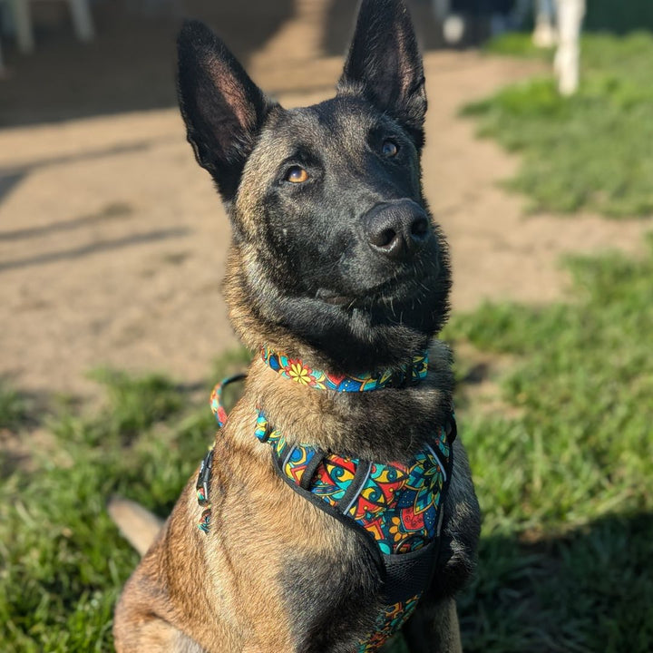 Chien assis sur l'herbe, portant un harnais anti -traction original et collier Mandala vert, rouge, jaune et bleu.