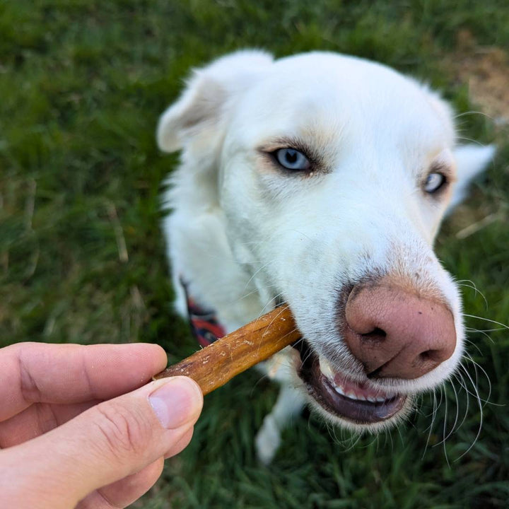 Nerf de boeuf naturel x2