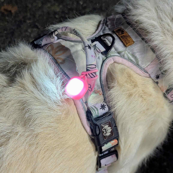 Pendentif lumineux pour chien