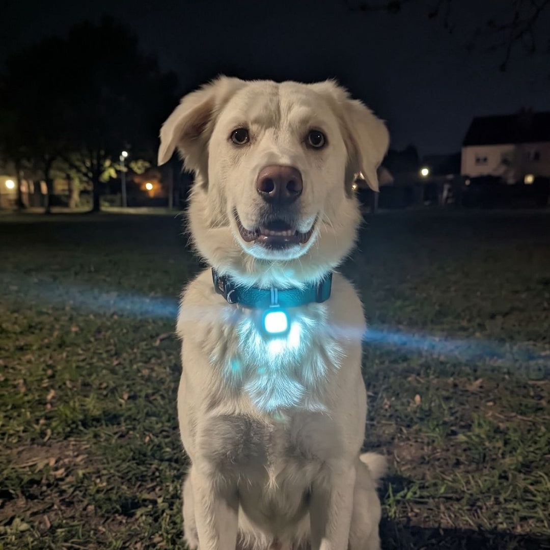 Ciondolo luminoso per cani