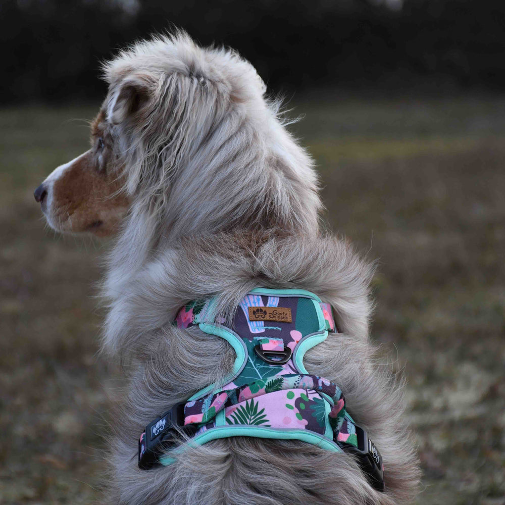 Superbe chien berger australien de dos portant le harnais anti traction Cactus vert et rose
