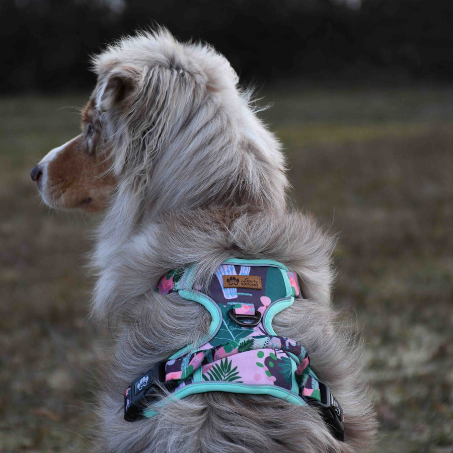 Superbe chien berger australien de dos portant le harnais anti traction Cactus vert et rose