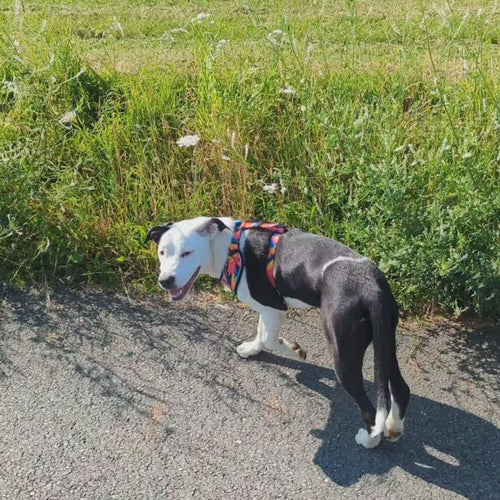 Vidéo d'un magnifique crosié staffie marchant et portant le hanrais classique, coloré et original de la gamme Panache