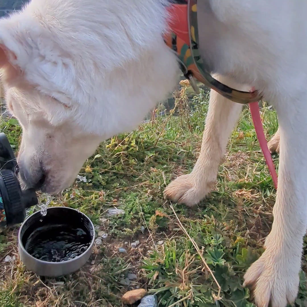 Vidéo de la gourde 3 en 1 pour chien Mandala et de ses deux bols intégrés