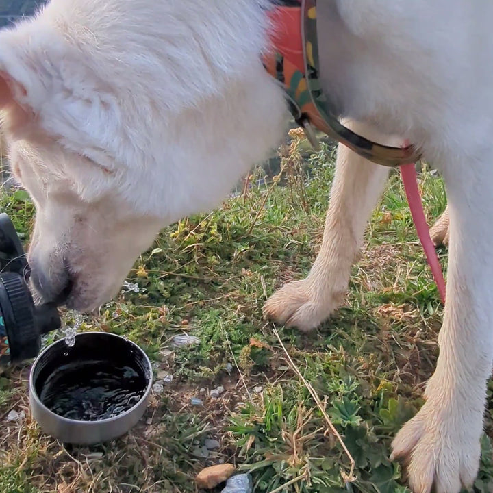 Vidéo de la gourde 3 en 1 pour chien Mandala et de ses deux bols intégrés