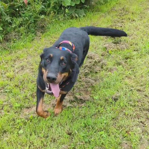 Beauceron courant et montrant qu'il est très à l'aise en partant le hanrais Panache original de chez Goofy Goldens