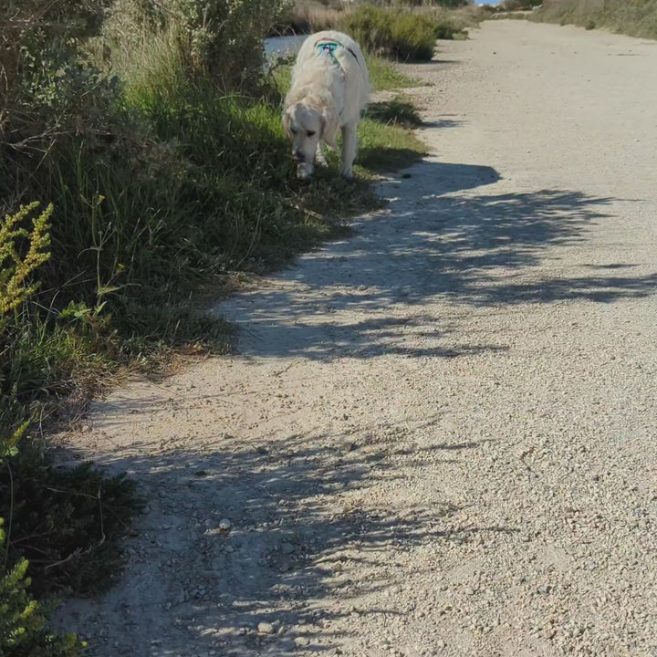 Vidéo montrant un chien blanc portant le hanrais Cactus coloré anti traction de la marque Goofy Goldens et marchant lentement vers la caméra 