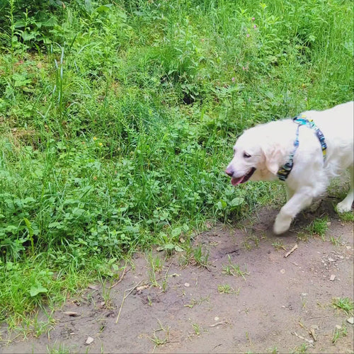 Vidéo montrant un chien blanc marchant sur un chemin et portant un magnifique harnais vert, turquoise et jaune de la marque Goofy Goldens