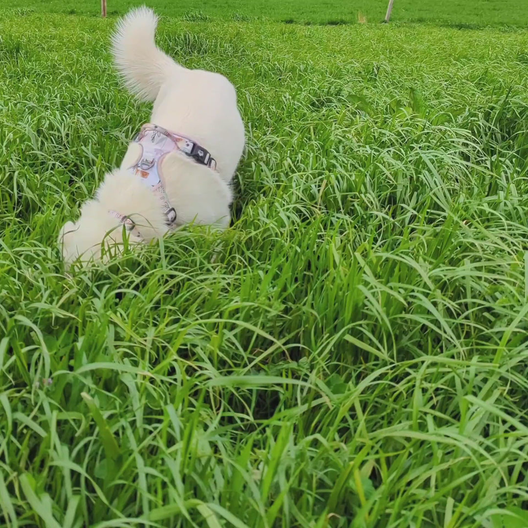 Vidéo d'un chien blanc dans l'herbe avec un harnais anti-traction de la gamme pastel qui épouse les mouvements physiologiques du chien,