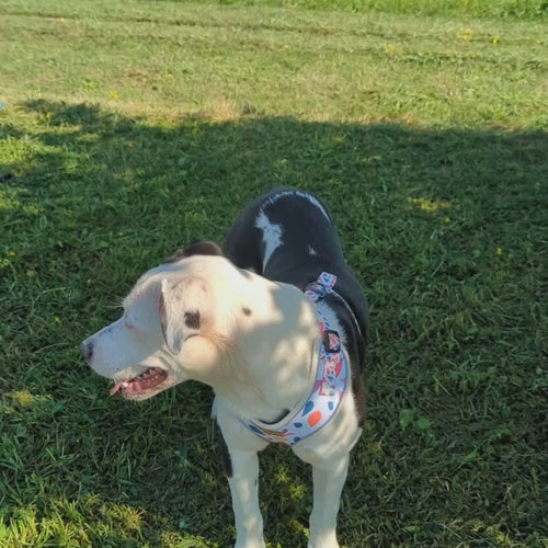 Vidéo d'un chien croisé staffie portant un harnais Pétales 