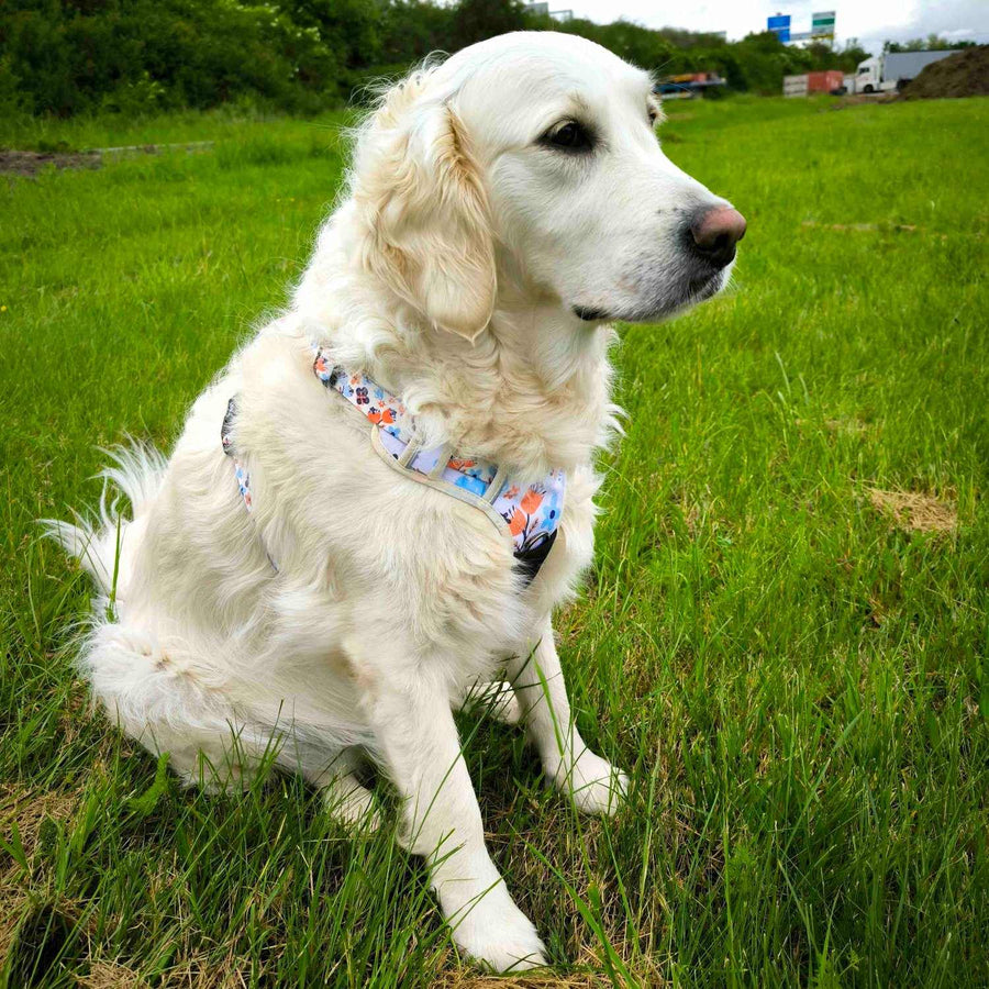 Chien blanc golden retriever de profil portant un harnais anti traction de la gamme Printemps