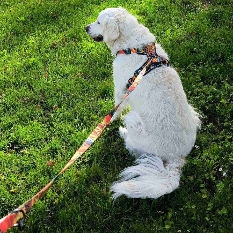 Chien blanc de dos portant le harnais anti-traction Tropical et la laisse Tropical de la marque Goofy Goldens. 