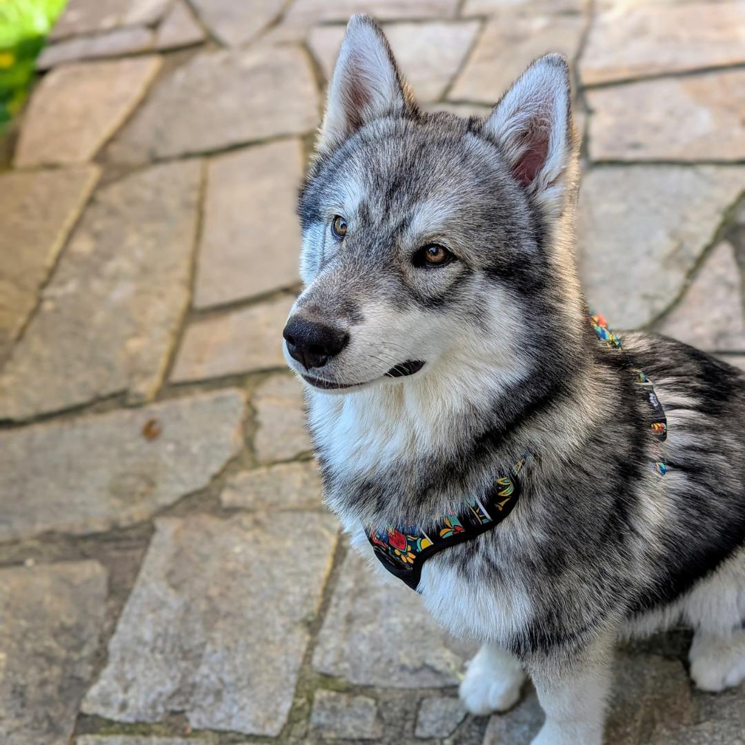 Jolie chien au poil gris et blanc assis portant le harnais anti-traction aux motifs graphiques rouge, jaune,bleu et vert