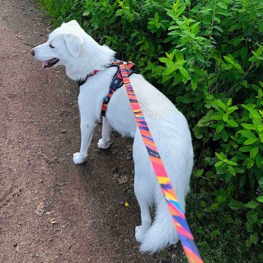 Ensemble laisse et harnais de la collection Panache de chez Goofy Goldens. Ici, un chien blanc porte cet ensemble aux couleurs fuschia, orange, bleu et violet