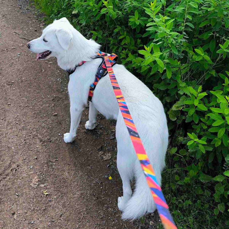Chien blanc qui se promène portant un harnais anti-traction de la gamme Panache avec la laisse assortie.